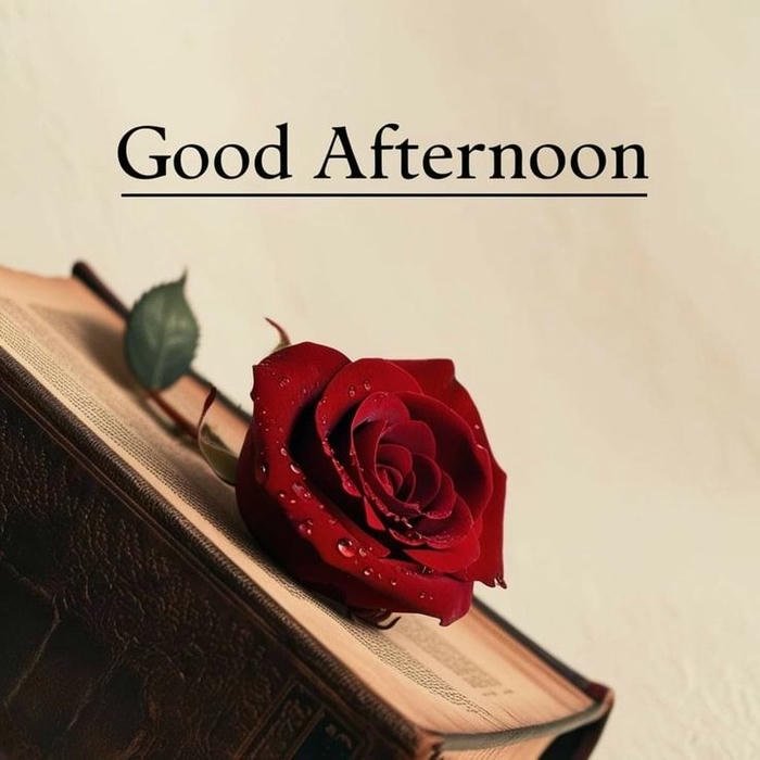 beautiful good morning rose