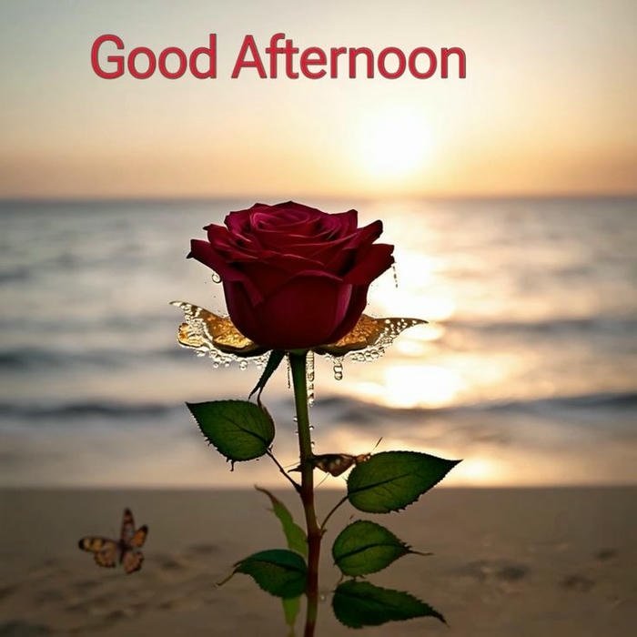 beautiful morning rose flower