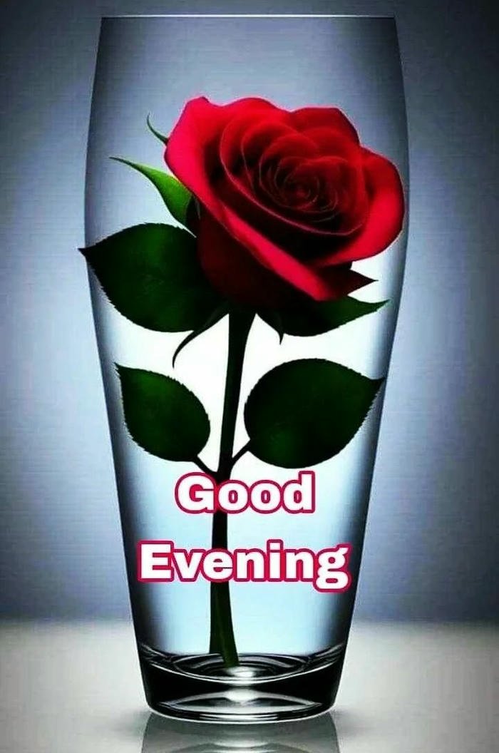 beautiful red rose good morning