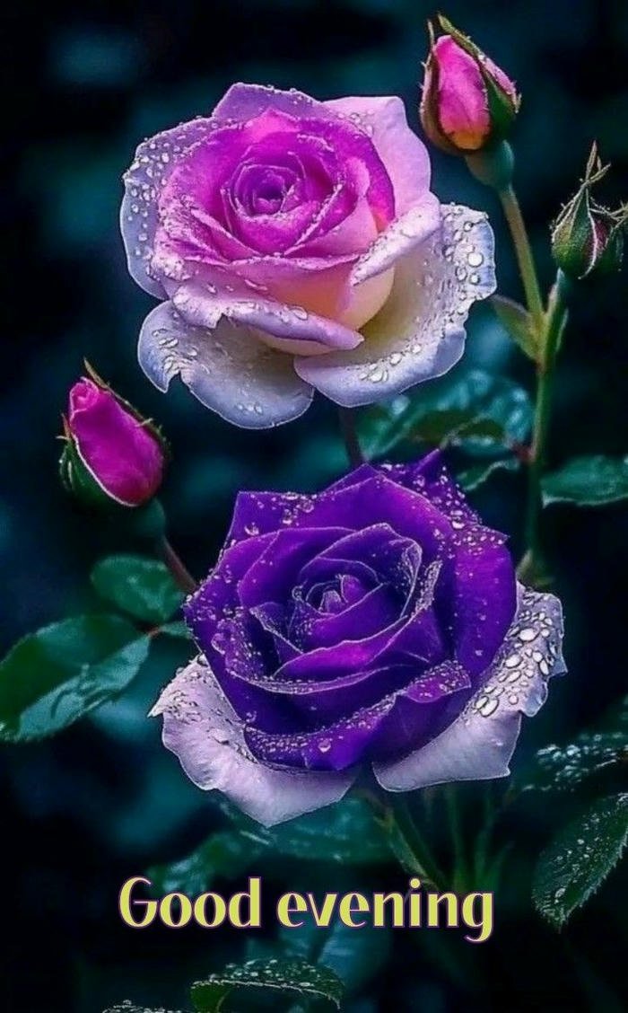 beautiful rose flower good night