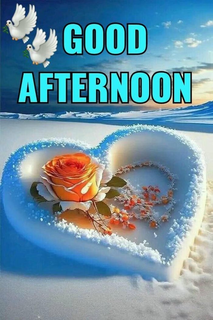 beautiful rose for good morning