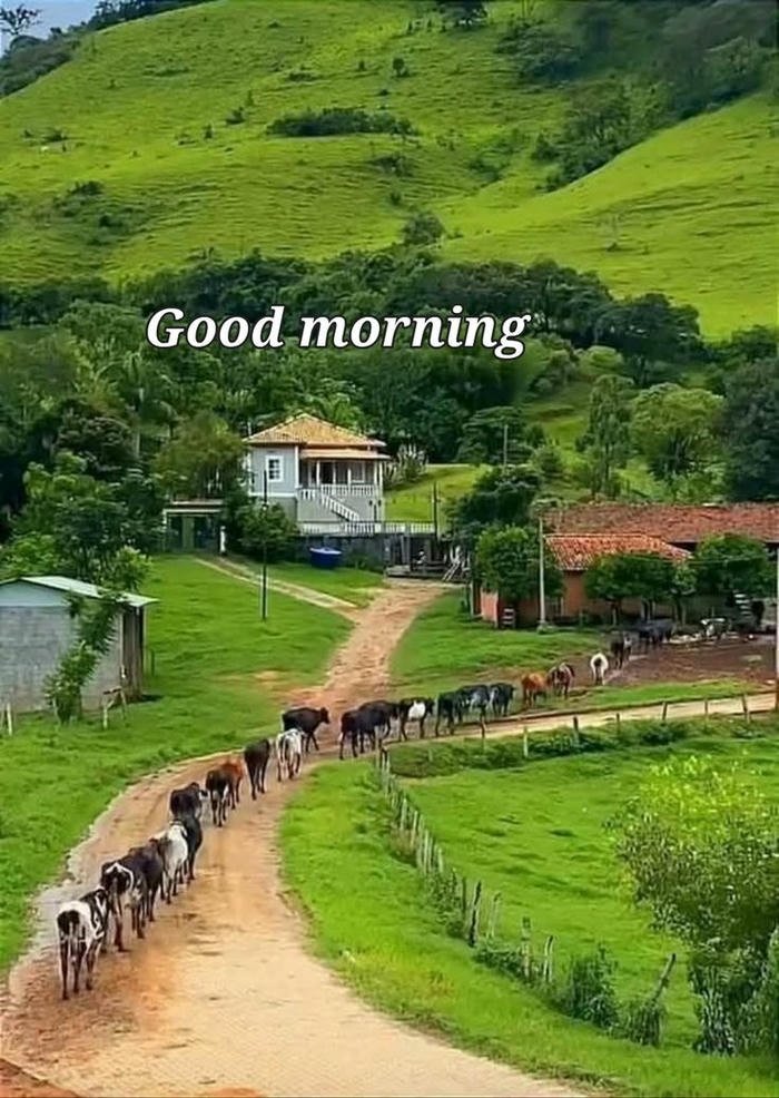 buddha quotes morning images