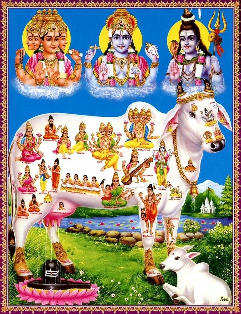 cow and krishna images