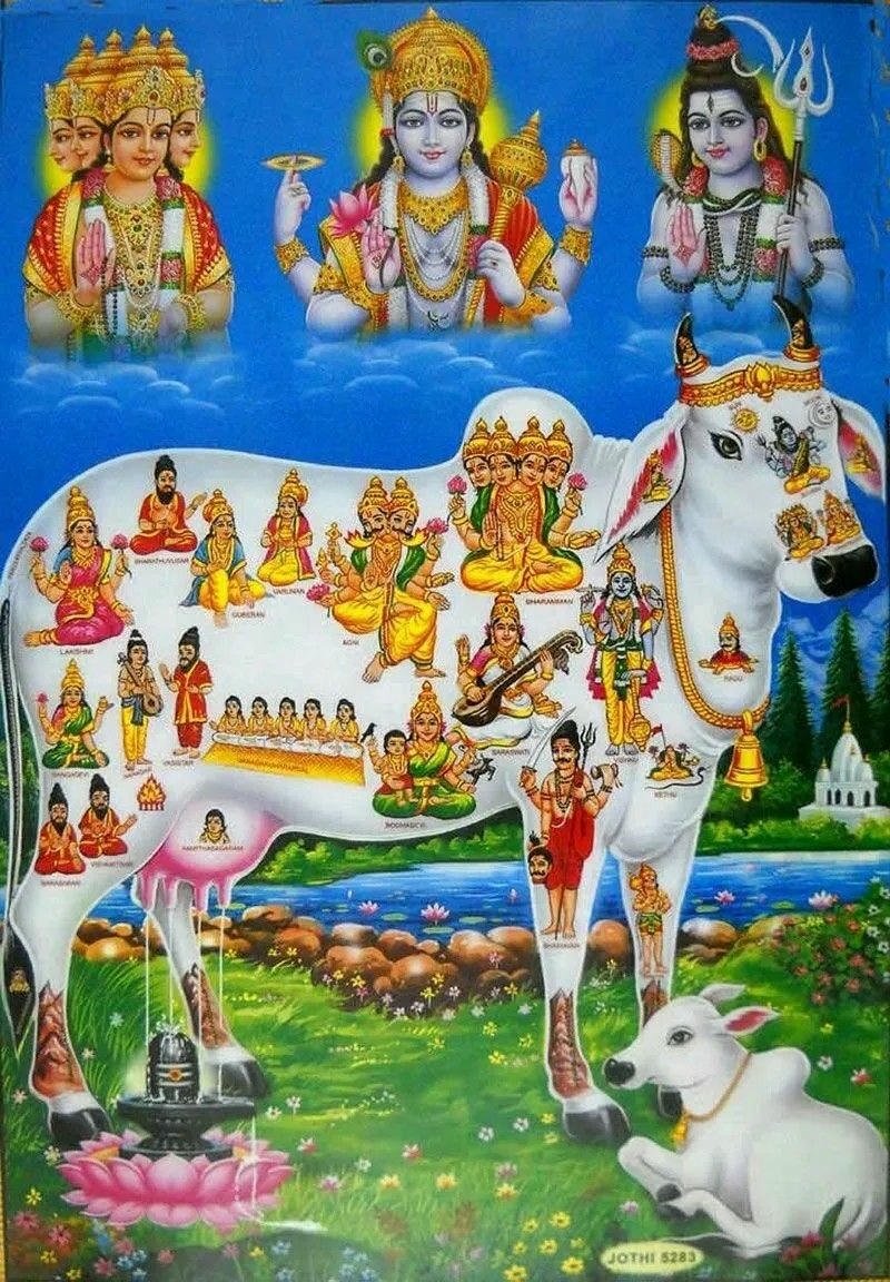 cow and krishna