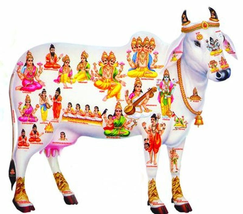 cow idol