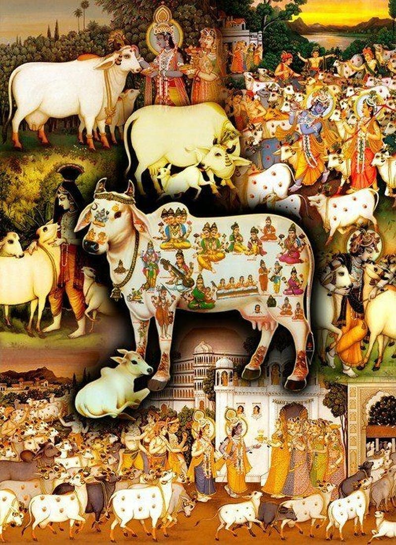 cow krishna photo