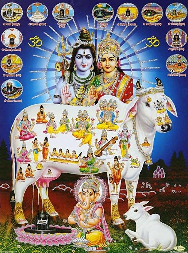 cow krishna