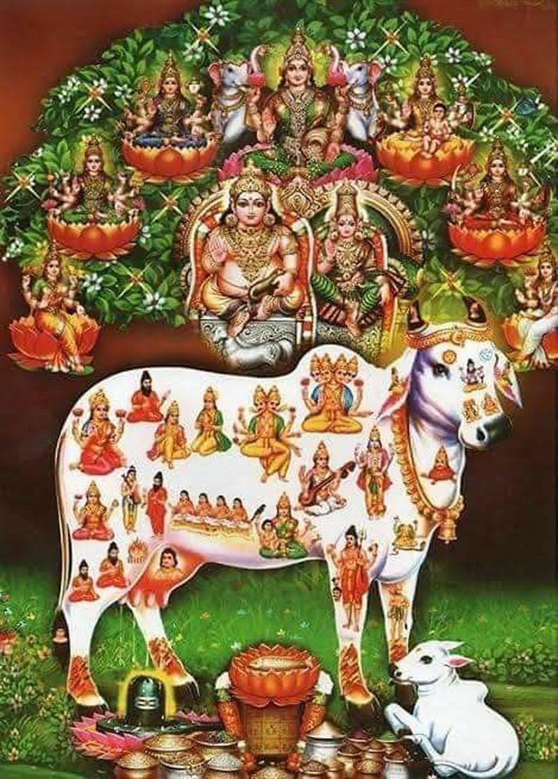 cow lord