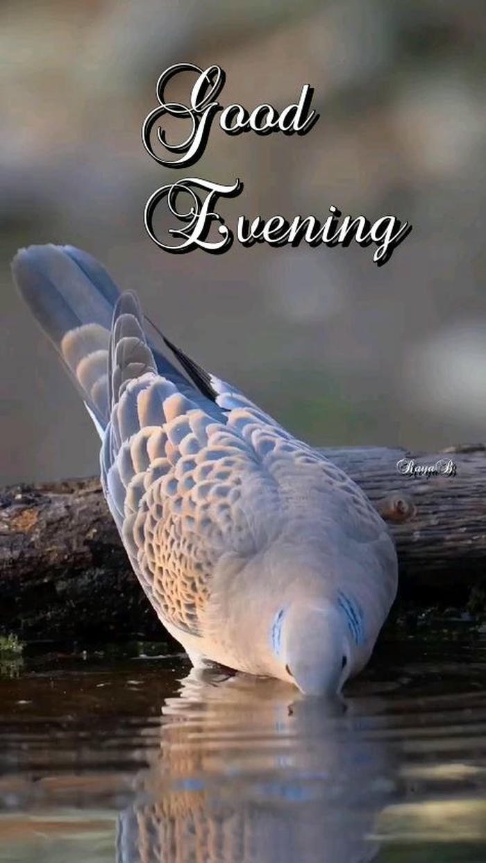cute good evening images