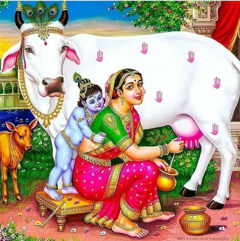 cute little krishna with cow