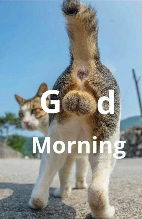 cute panda good morning images