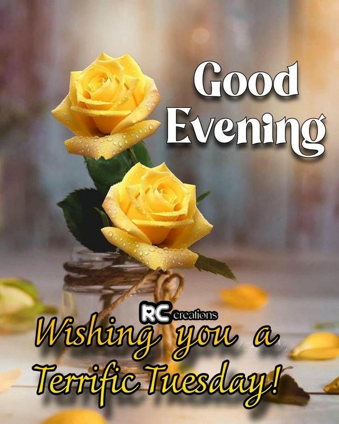flower beautiful good morning rose