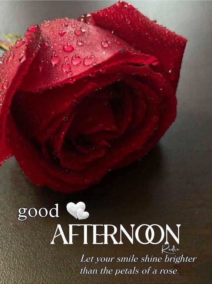 flower beautiful good morning rose