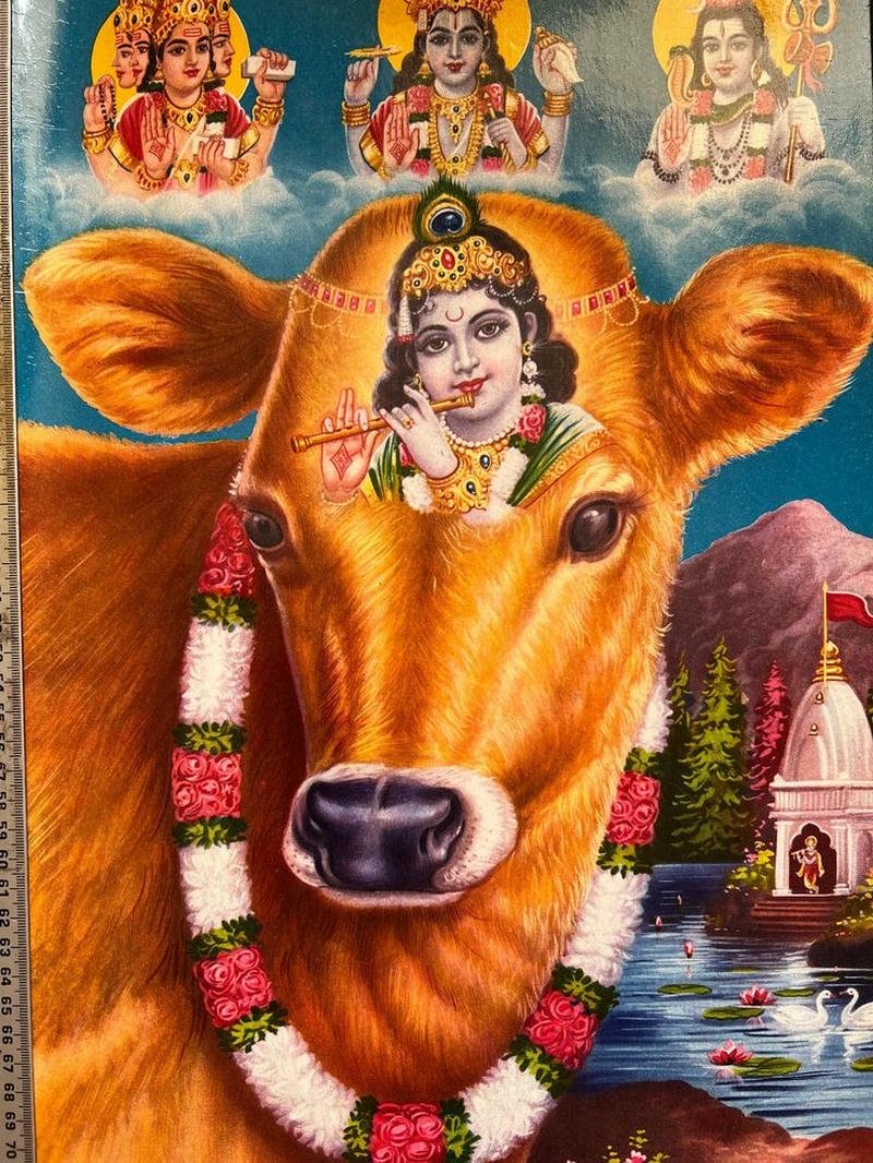 full hd radha krishna with cow
