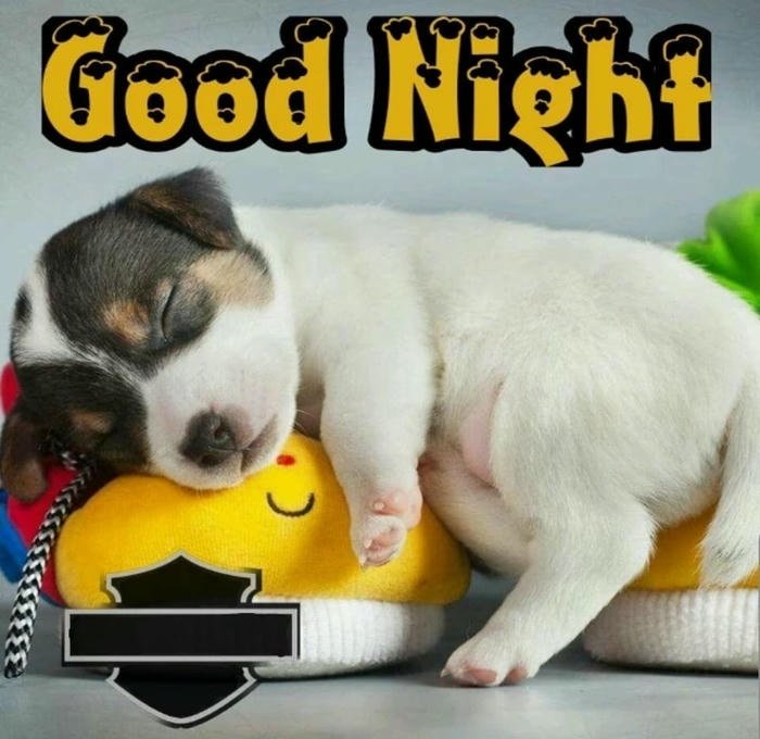 funny animal good night images