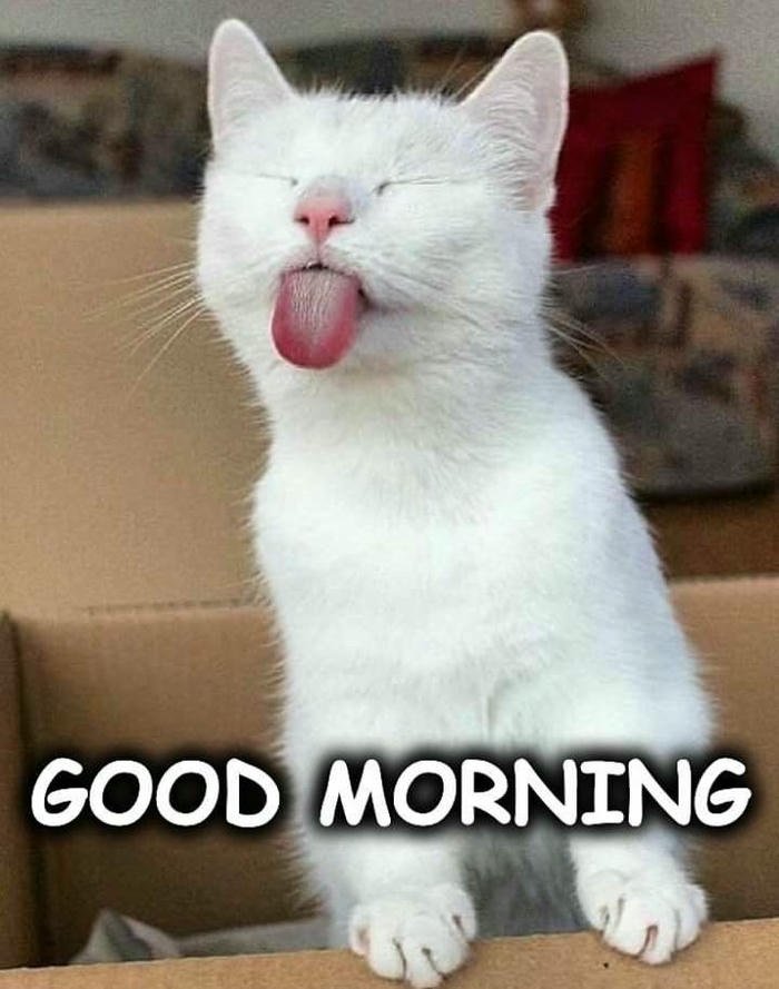 funny good morning memes