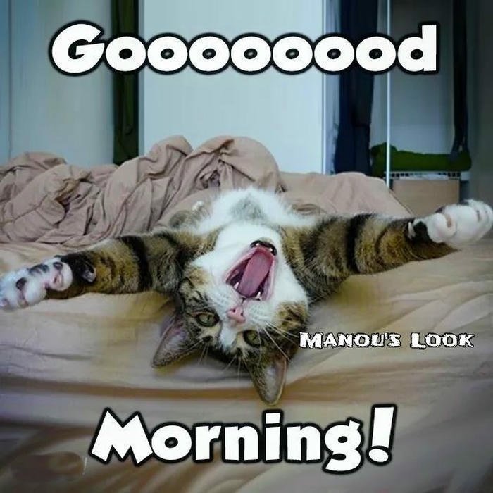 funny good morning pic