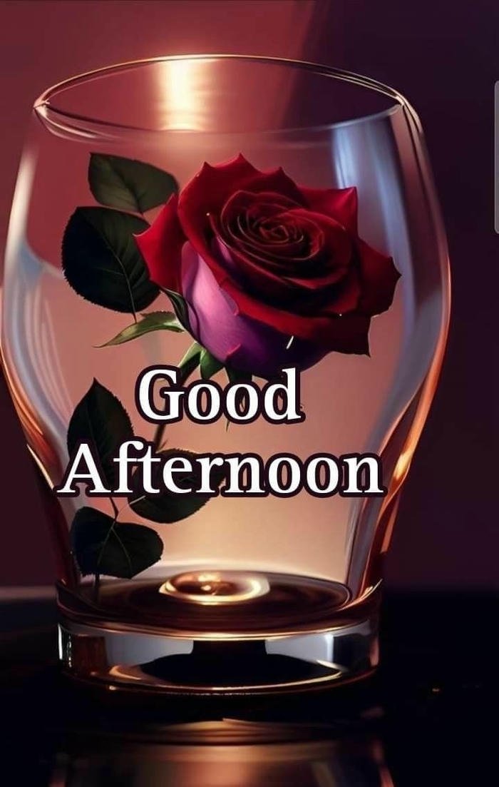 good afternoon rose flower