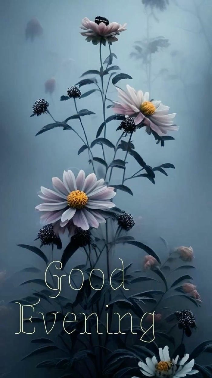 good evening birds images