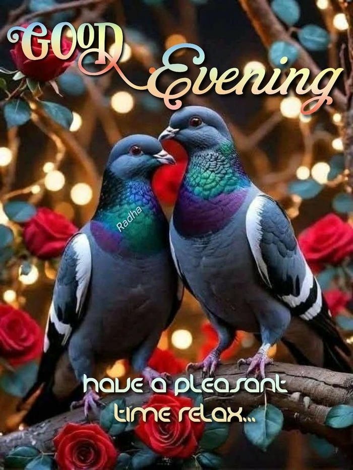good evening cat images