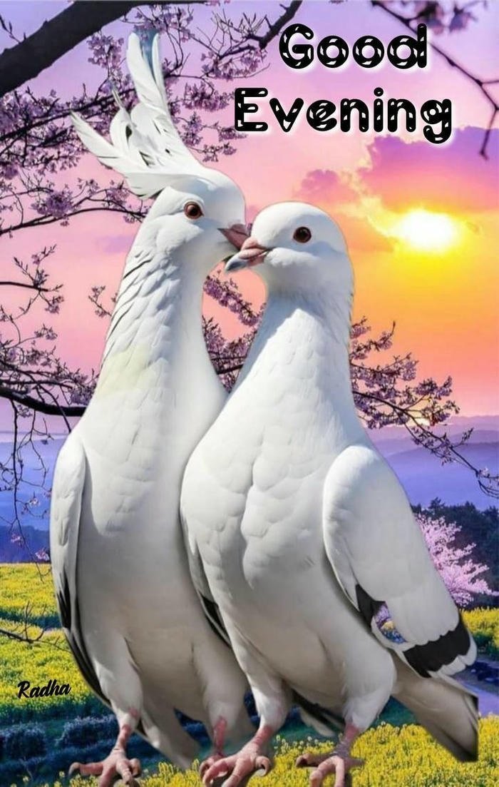 good evening images for friends 4k