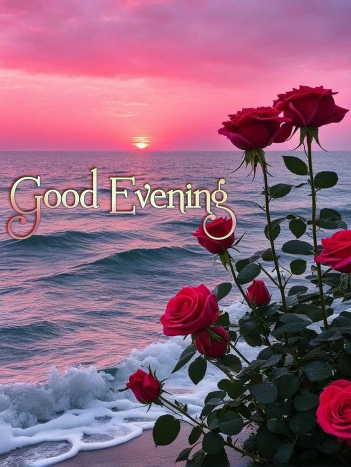 good evening rose flower