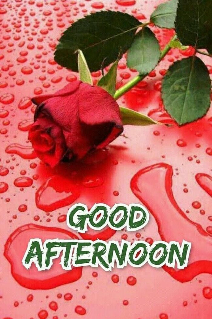 good morning pic with red rose