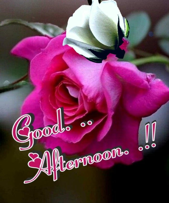 good morning roses