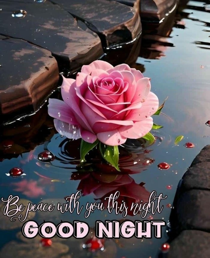 good night rose flower