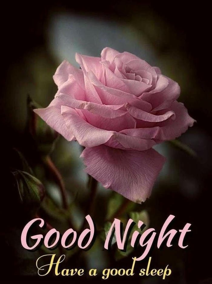 good night rose image