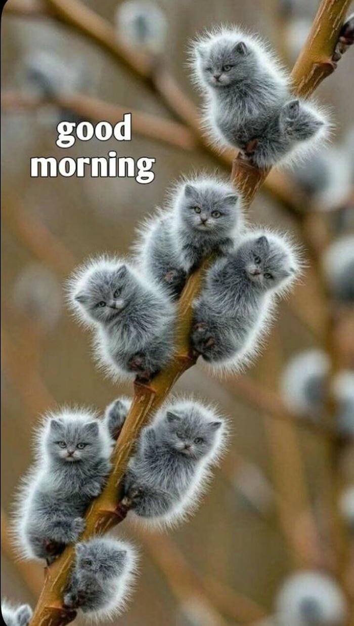 image funny good morning