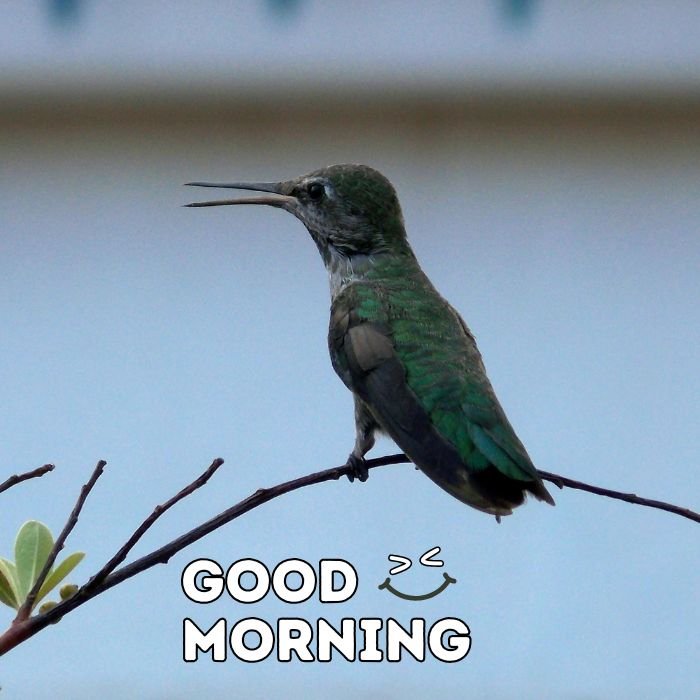good morning birds images 3d