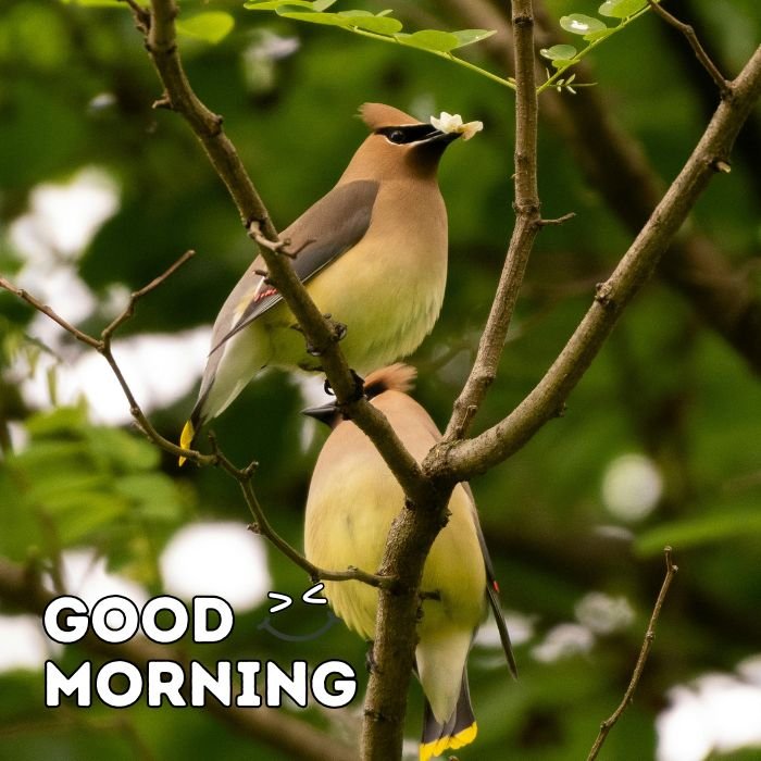 good morning birds images 3k full