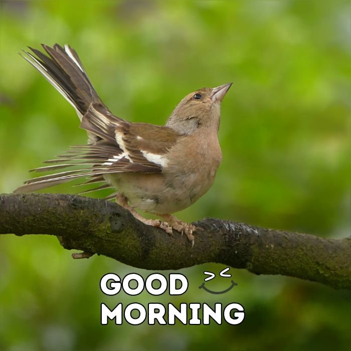 good morning birds images 3k