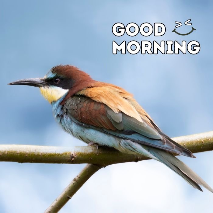 good morning birds images 4d