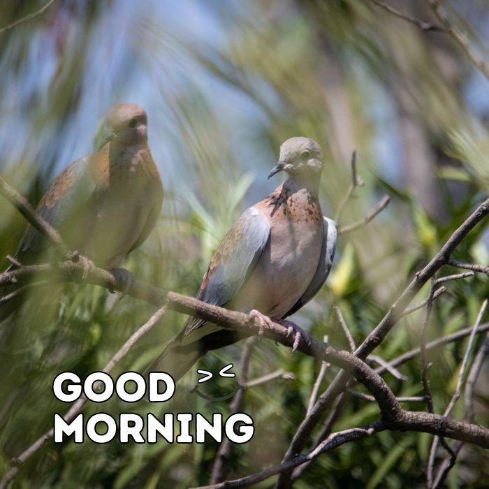 good morning birds images 4k full