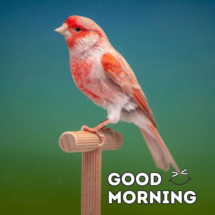 good morning birds images 4k