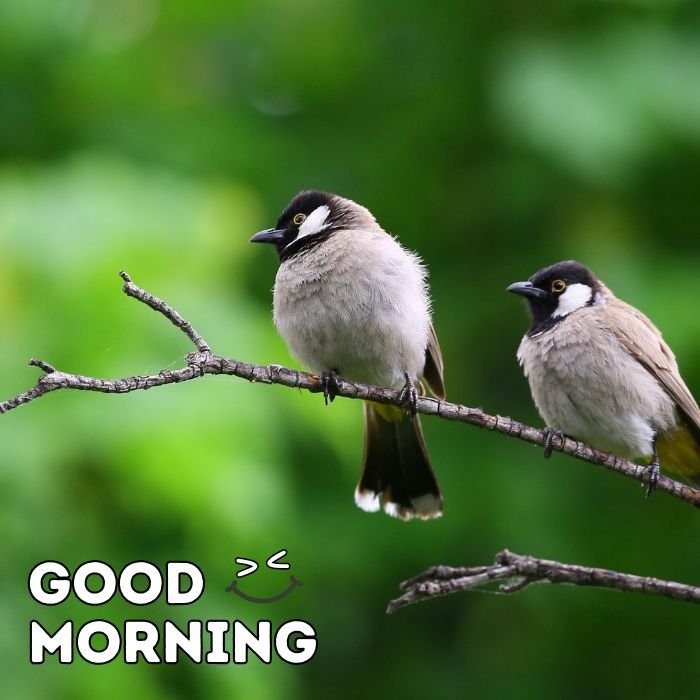 good morning birds images 5d