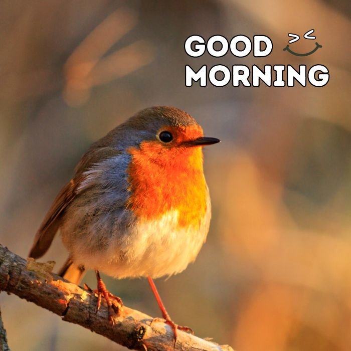good morning birds images 5k full