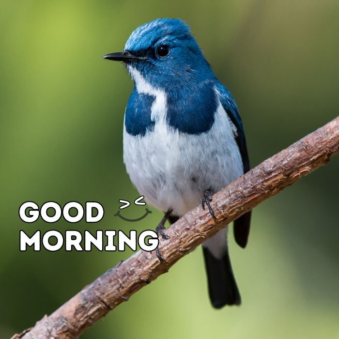 good morning birds images 5k