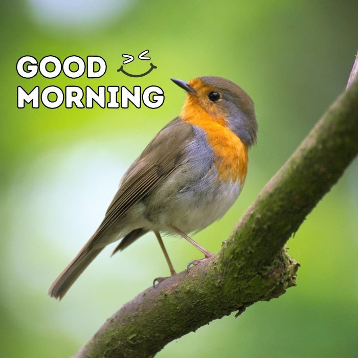 good morning birds images full hd