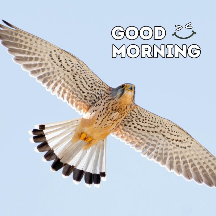 good morning birds images full