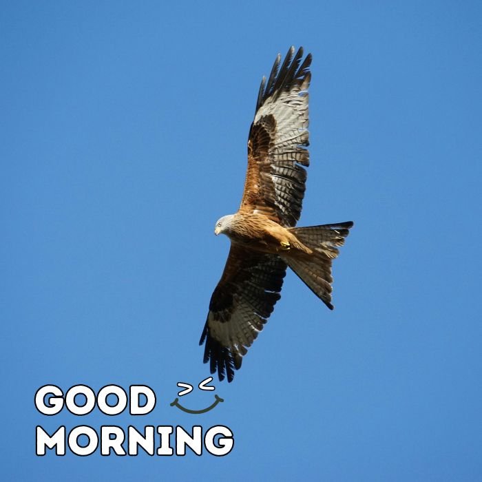 good morning birds images hd full