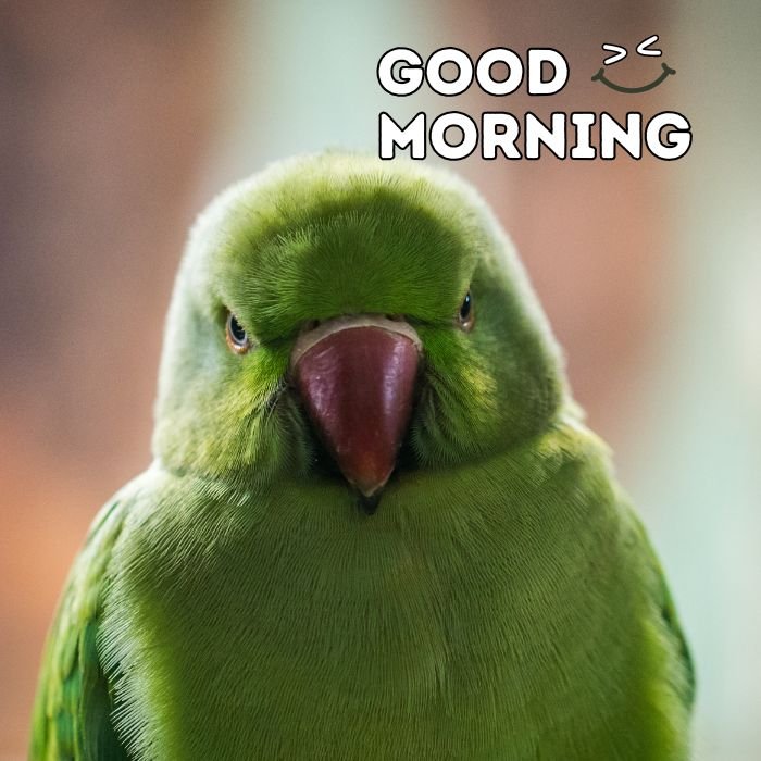 good morning birds images hd nice