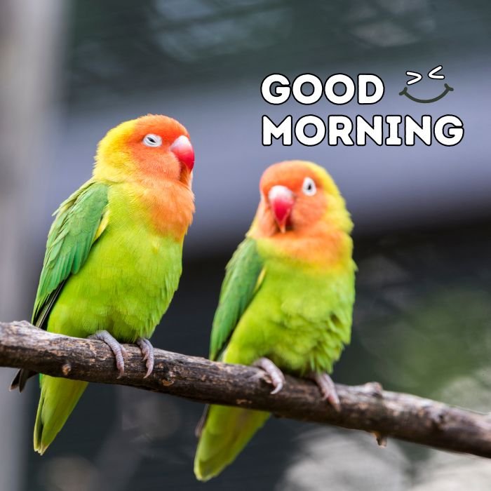 good morning birds images hd