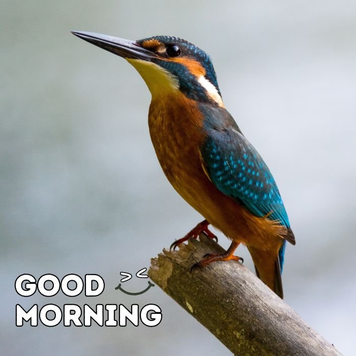 good morning birds images nice 3d full