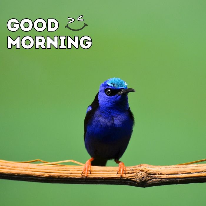 good morning birds images nice 3d