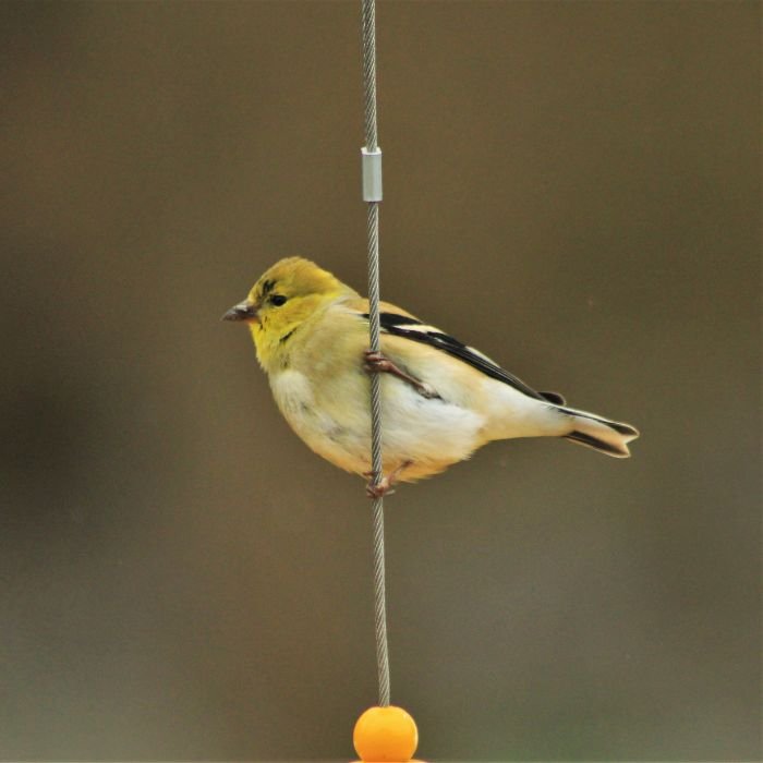 good morning birds images nice 3k full