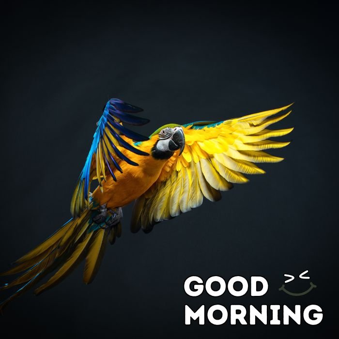 good morning birds images nice 3k