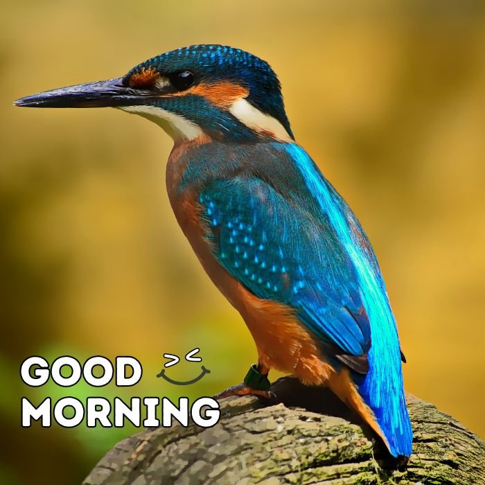 good morning birds images nice 4d